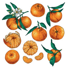 Set sketches with tangerines, peeled tangerines and branch with tangerines, leaves and flowers. Vector illustration isolated on white background.