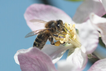 Bee on apple blossom