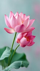 Obraz premium Macro photograph of two delicate pink lotus flowers with green leaves soft focus background in gentle light