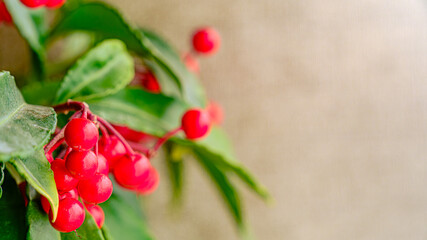 マンリョウの実のアップ