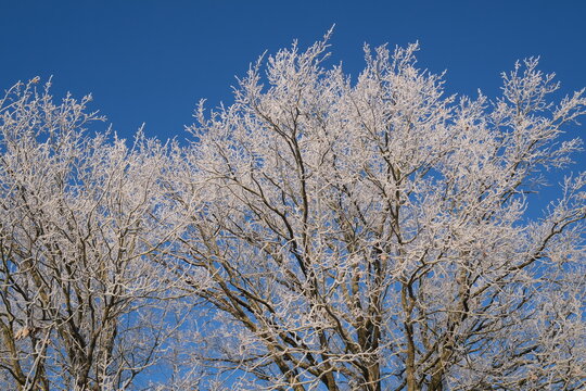 snow  frost covered branches