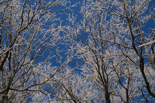 trees in winter blue sky