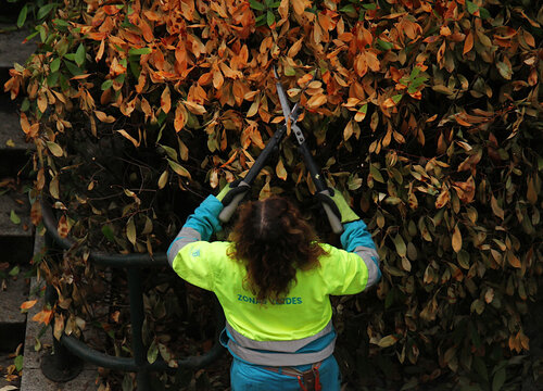 Mujer operaria jardinera de zonas verdes y mantenimiento en oto&ntilde;o podando y cortando matorral, y limpiando &aacute;rboles y arbustos amarillo y naranja con tijeras de podar