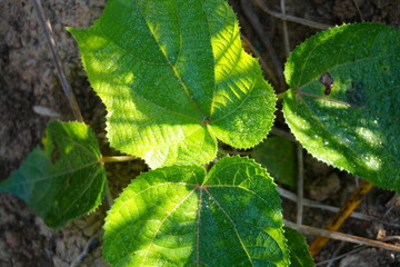 Lush green leaves glistening with morning dew in the warm sunlight, perfect for nature backgrounds, eco-friendly projects, or refreshing summer designs