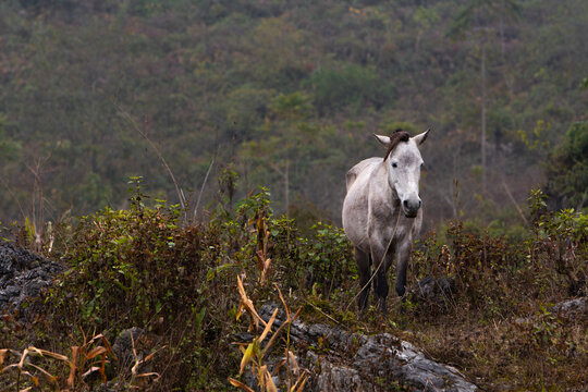 differents chevaux