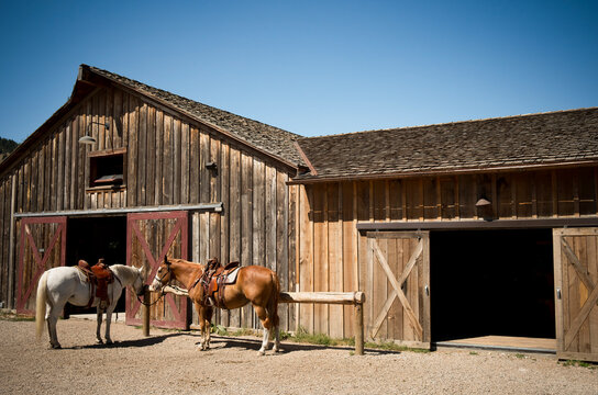 differents chevaux