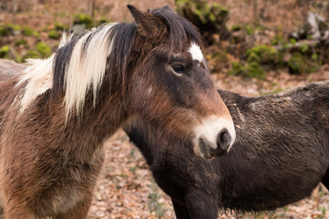 Fototapeta premium differents chevaux