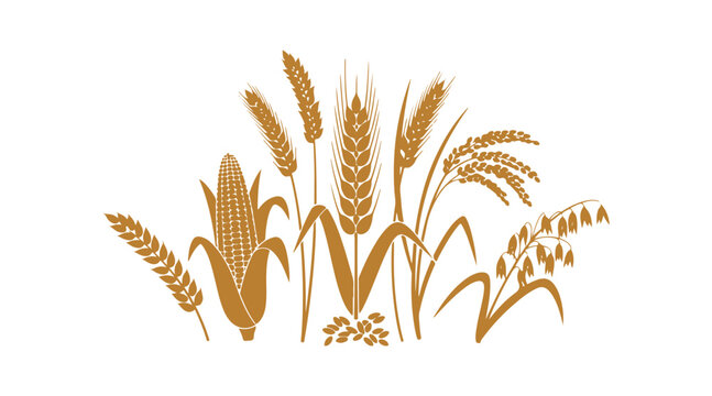 Illustration of spike wheat or barley as a vector, with an ear and grain, cereal corn, rye and rice crops, agriculture representation, oat species. Golden organic design.
