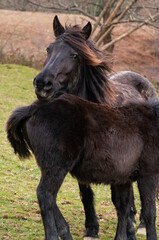 Obraz premium differents chevaux