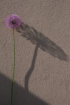growing purple garlic flower with shadow