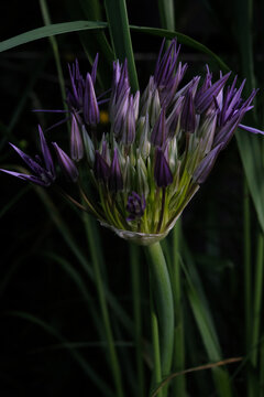 flowering garlic