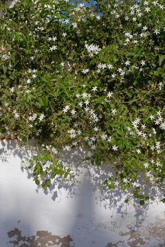 Star Jasmine Vines with White Flowers Climbing Weathered Wall