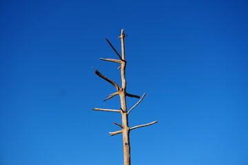 Striking bare tree against vibrant blue sky conveys resilience and strength, ideal for nature, environmental, or conceptual designs and marketing