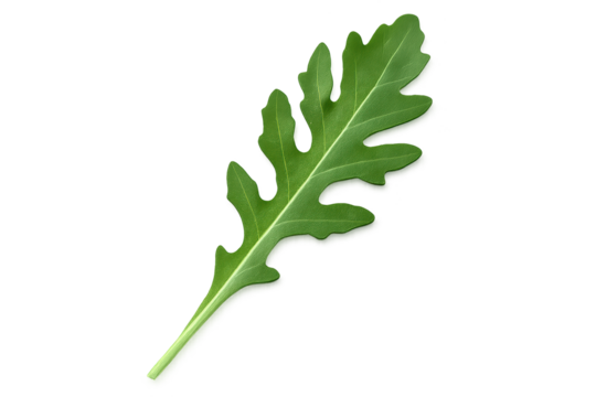 Fresh green arugula leaf with slender stem on transparent background