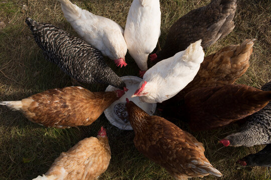 Fototapeta group of chikens 