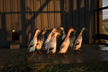 Indian Runners Ducks  
