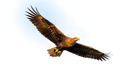 Obraz premium Majestic white tailed eagle soars gracefully against a clear sky background