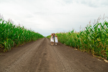Mom and little girls have fun in corn field together at summertime. They run, fly like a plane,...