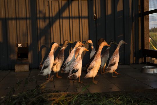 indian runners ducks