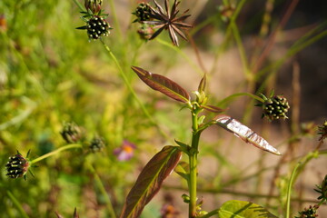 Sunlit wild plants with unique seed heads create a natural, lush scene perfect for botanical studies or a peaceful nature background