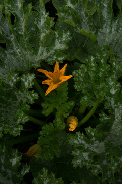 Zucchini flower