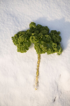 Kale plant in a snow