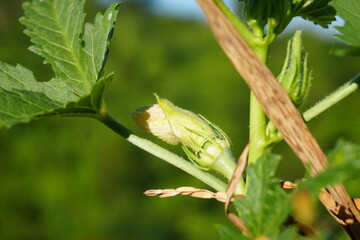 Discover the beauty of new life sprouting forth from a delicate green plant bud in a sun-drenched garden, promising growth and vibrant future blossoms
