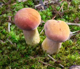 Bright pair of mushrooms growing