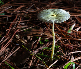 Delicate mushroom on a pine forest floor