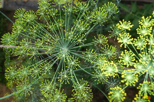 dill flower blooming
