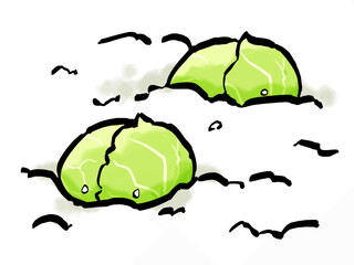 雪中キャベツのイラスト （筆タッチ） シンプル /  Cabbage in Snow (Winter Field Illustration)