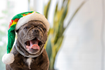 french bulldog dog wearing a santa claus hat at christmas