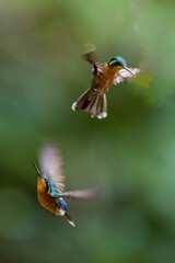 Hummingbird, South East, Central America, South America,	Costa Rica,