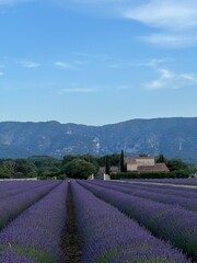 Endless rows of blooming lavender stretching toward mountains under a clear blue sky