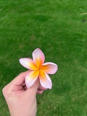 Close-up of a hand holding a pink and orange frangipani flower against green grass background