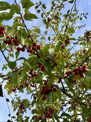 Close-up of a tree branch with vibrant red berries and green leaves against blue sky