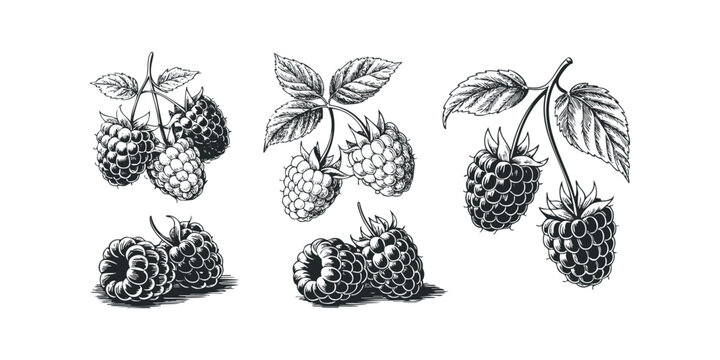 Hand drawn raspberries with leaves in vintage style