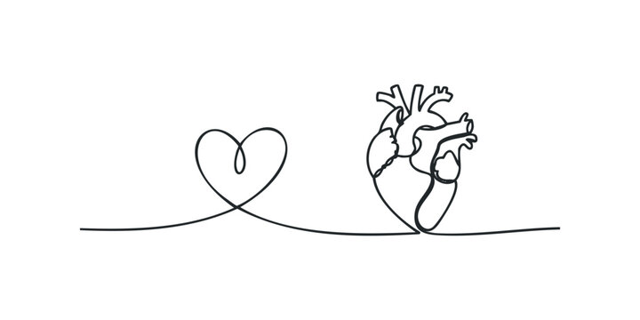 Continuous line drawing of a human heart connected to a heart shape
