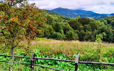 Rowan ash in Bieszczady Mountain. © Jan