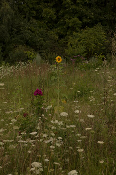 Tall Sunflower Among Wild Grasses and White Flowers