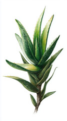 Coloured Pencil Drawing of Aloe Vera Plant