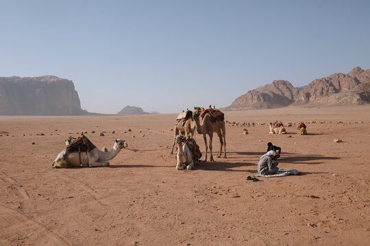 camels in the desert
