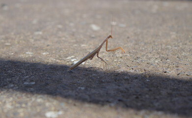 Close-up of a brown praying mantis