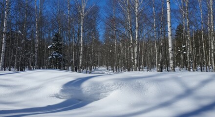 Obraz premium Bright winter landscape featuring pristine snowdrifts and tall white birch trees under a clear blue sky.