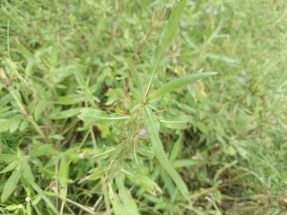 Based on the image, the plant appears to be Hygrophila auriculata, also known by its common names such as Marsh Barbel, Swamp Weed, or Kulekhara. 


