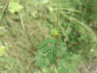 This plant is likely Urena lobata, also known as Caesarweed or burr mallow.