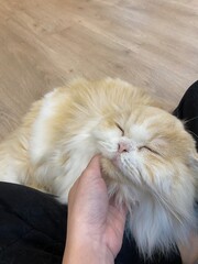 A sleepy cat is laying down on the chair