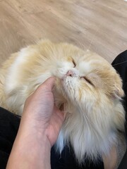 A sleepy cat is laying down on the chair