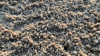 Intricate sand balls crafted by ghost crabs create a unique natural texture on the beach during golden hour sunlight