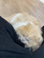 A sleepy cat is laying down on the chair